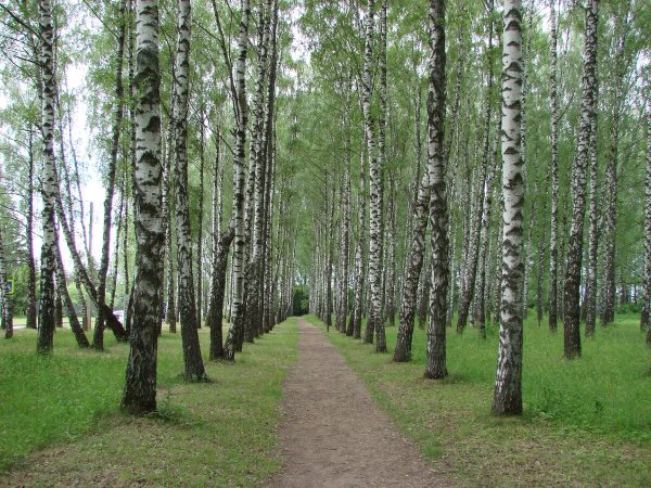 Переделкино Березовая аллея