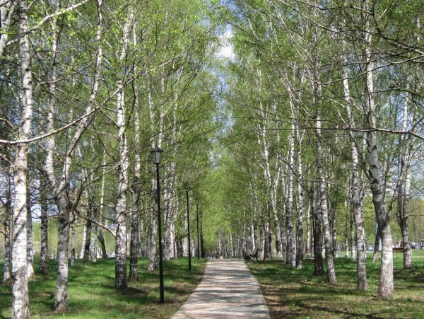 Березовая аллея Новосибирск