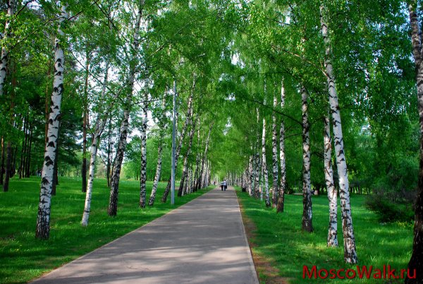 Березовая роща Краснодар