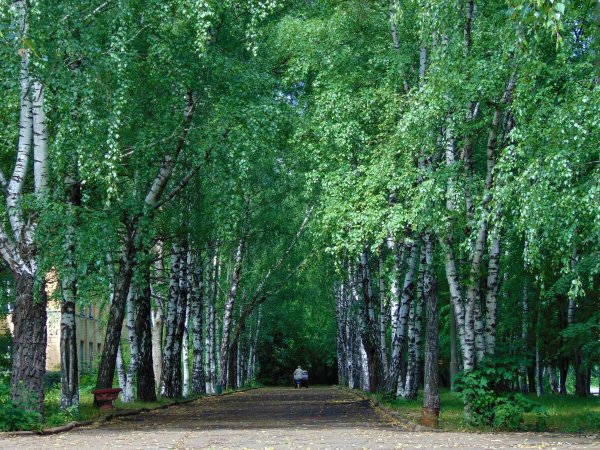 Березовая роща Хабаровск