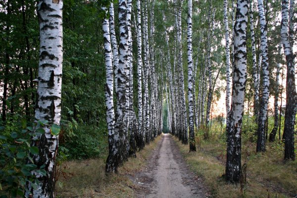 Ясная Поляна березовый Прешпект