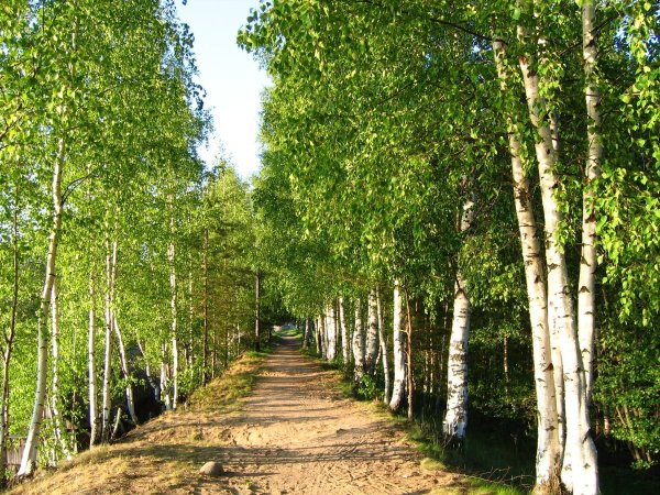 Ясная Поляна березовый Прешпект