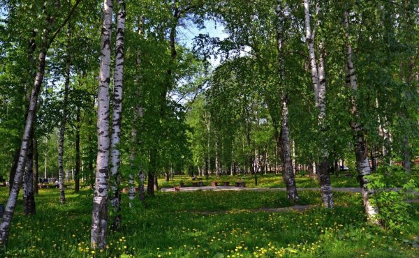 Парк Березовая роща Ачинск