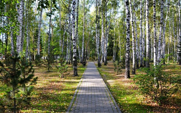 Березовая роща Томск