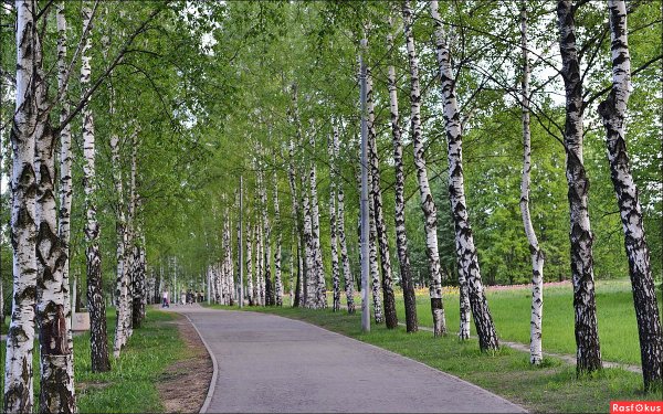 Иркутск парк Березка