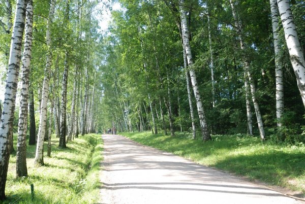 Роща невест Берёзовая роща Курск