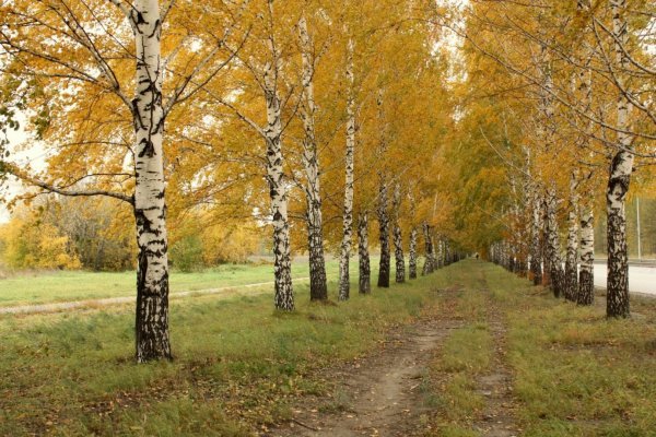 Аллея в березовой роще