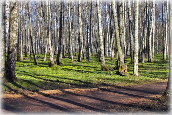 Березовый парк Копли