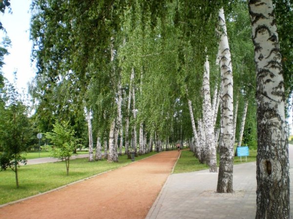 Березовая роща Измайловский парк