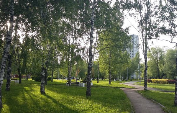 Тюмень парк Берёзовая роща вечером