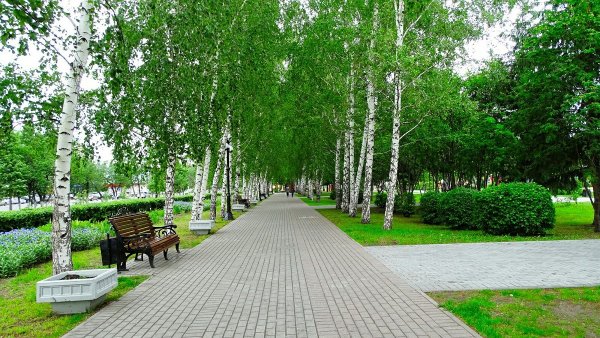 Березовая роща Тюмень