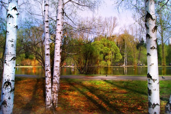 Весна березы