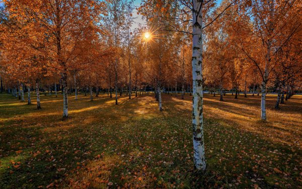 Парк Березовая роща осень