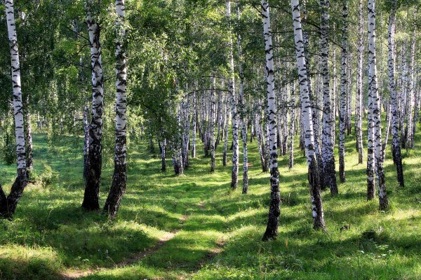 Берёзовая роща Димитровград