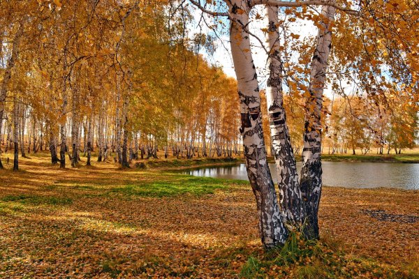 Березова роща Золотая осень