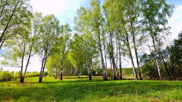 Березовые колки Западной Сибири