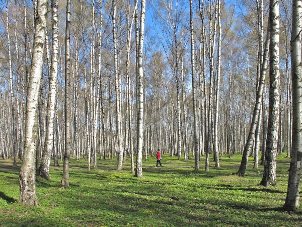 Парк Березовая роща Орехово Зуево