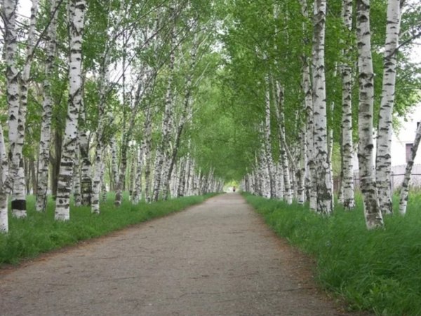 Березовая роща Сясьстрой