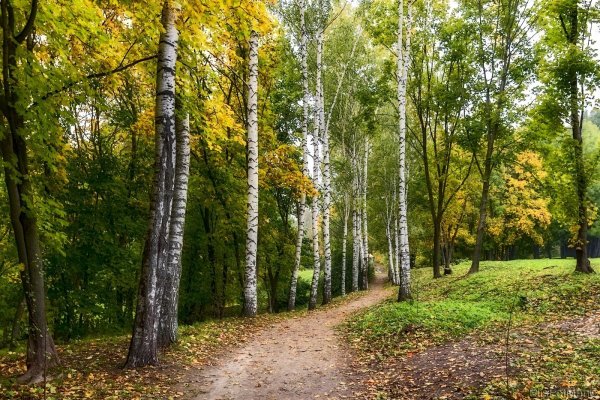 Березовая аллея Прешпект Ясная Поляна