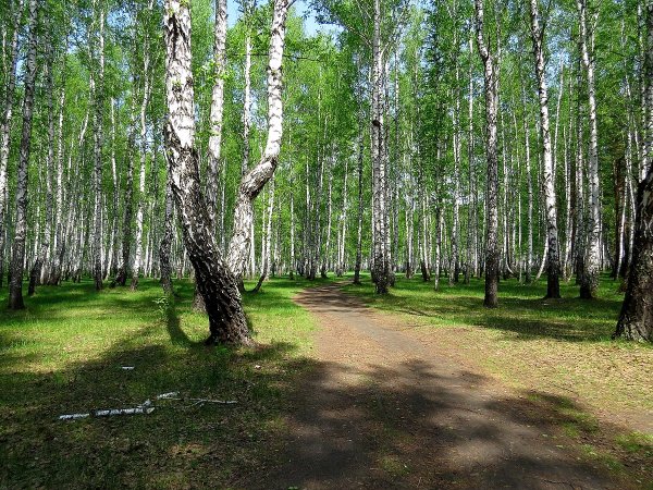 Кумысная Поляна Березовая роща