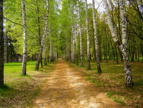 Берёзовая роща (парк, Яранск)