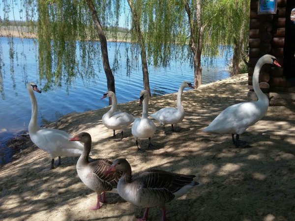 Южный парк птиц малинки