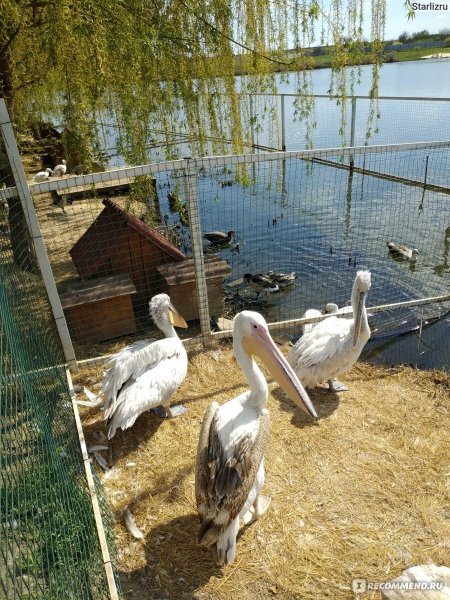 Парк птиц малинки г.Шахты Ростовская область