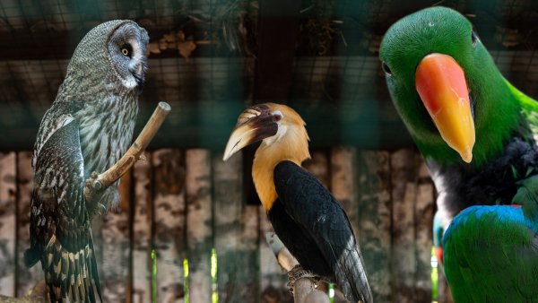 Парк птиц малинки в Ростовской области