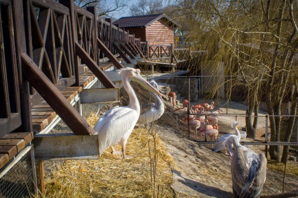Парк малинки в Ростовской области