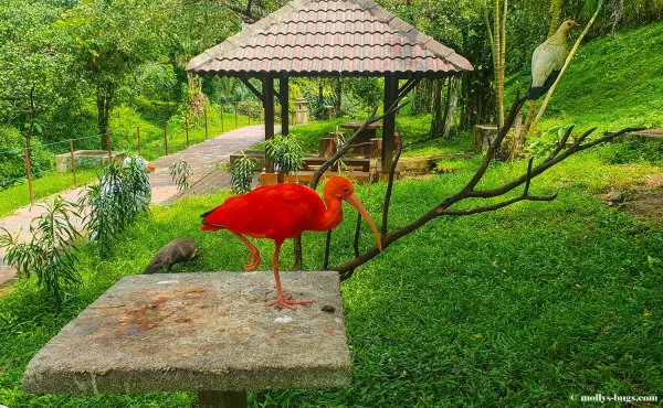 Птичий парк малинки Ростовская область