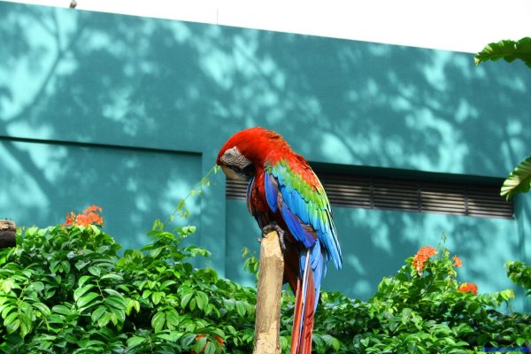 Южный парк птиц малинки