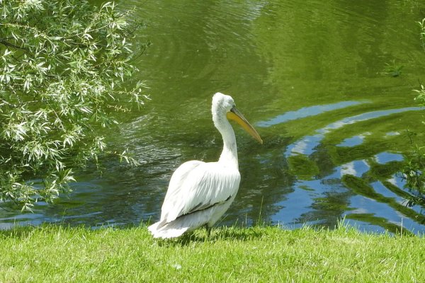 Птичий парк малинки