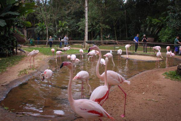 Парк птиц малинки г.Шахты