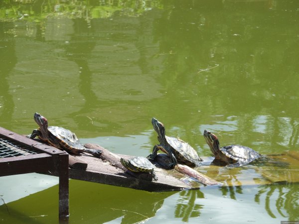 Птичий парк малинки Ростовская область