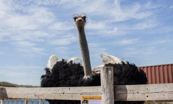 Парк малинки в Ростовской области