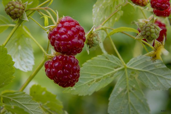 Малина спеет