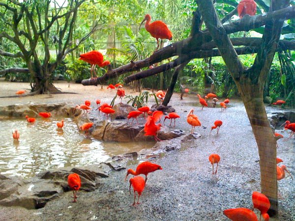 Джуронг Сингапур