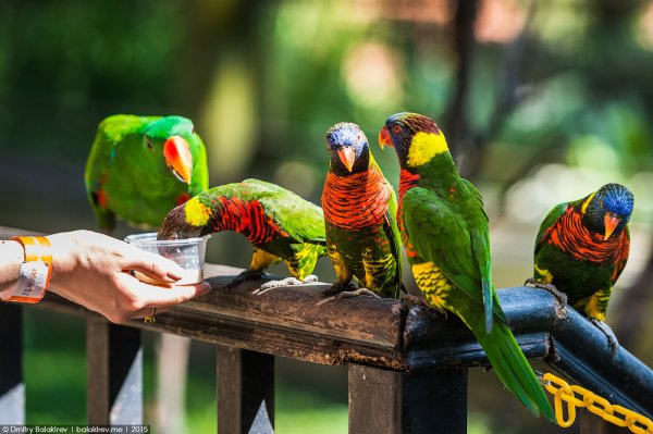 Куала Лумпур парк бабочек,птичий парк