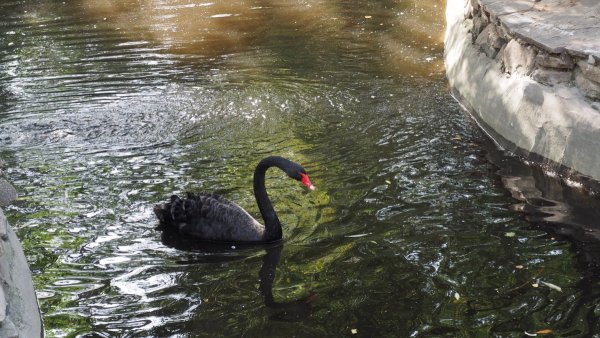 Парк Лога птичий двор