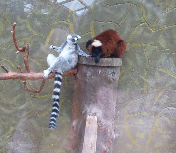 Балабаново парк птиц воробьи лемуры