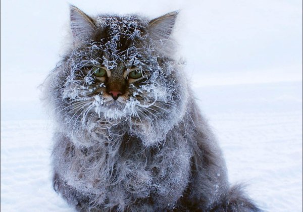 Морозный кот