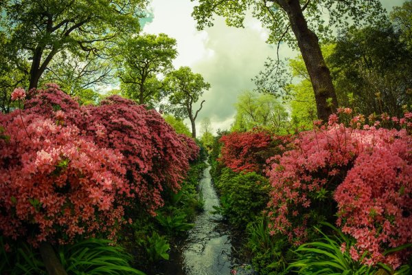 Richmond Park Лондон