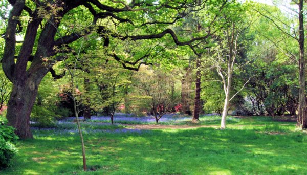 Ричмонд парк плантация Изабеллы