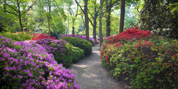 Ричмонд парк в Лондоне