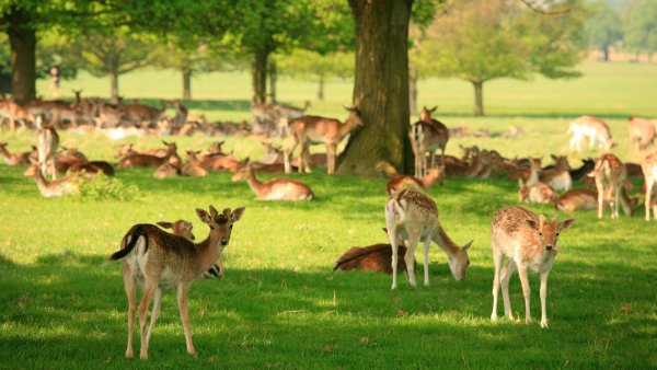 Олени. Ричмонд парк в Лондоне