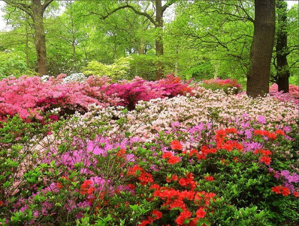Richmond Park Великобритания