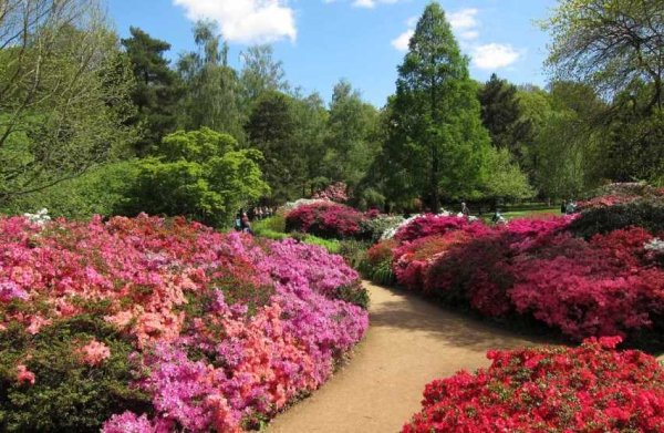 Ричмонд парк плантация Изабеллы
