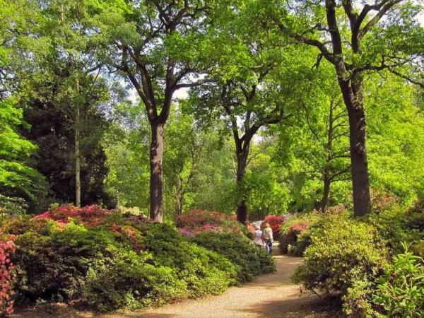 Ричмонд парк плантация Изабеллы