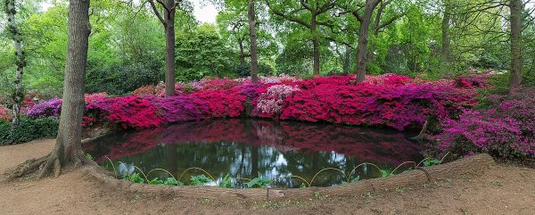 Ричмонд парк в Лондоне