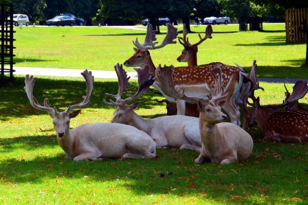 Ричмонд парк в Лондоне